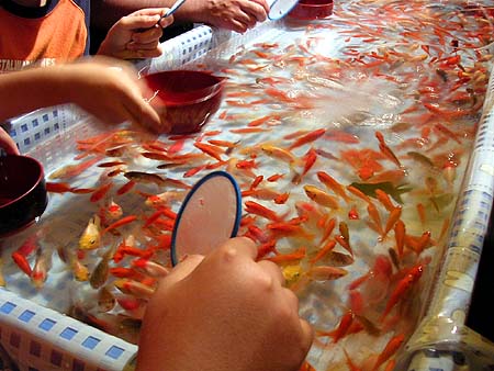 goldfish scooping : Textualities